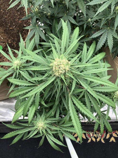 Auto Pablo Escobar Indoor Spring 26. Week 6