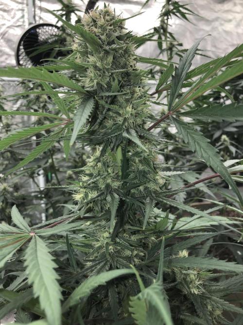 Auto Pablo Escobar Indoor Spring 26. Week 6