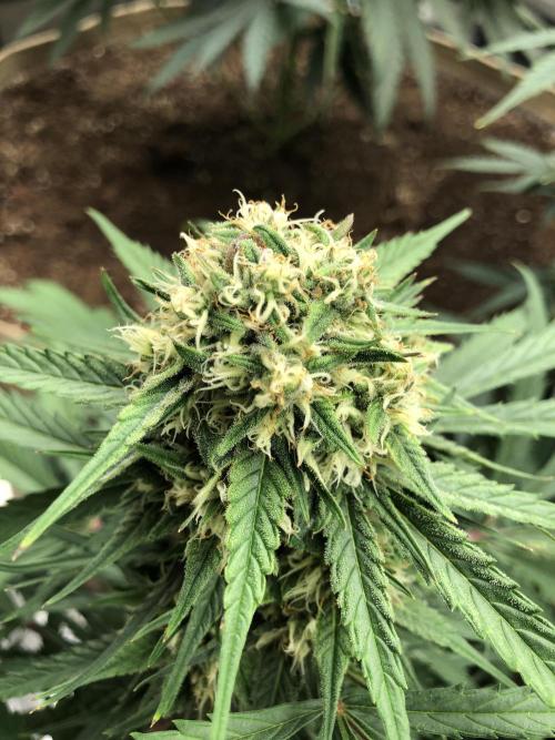 Auto Pablo Escobar Indoor Spring 26. Week 6