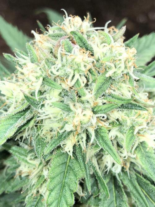 Auto Pablo Escobar Indoor Spring 26. Week 6