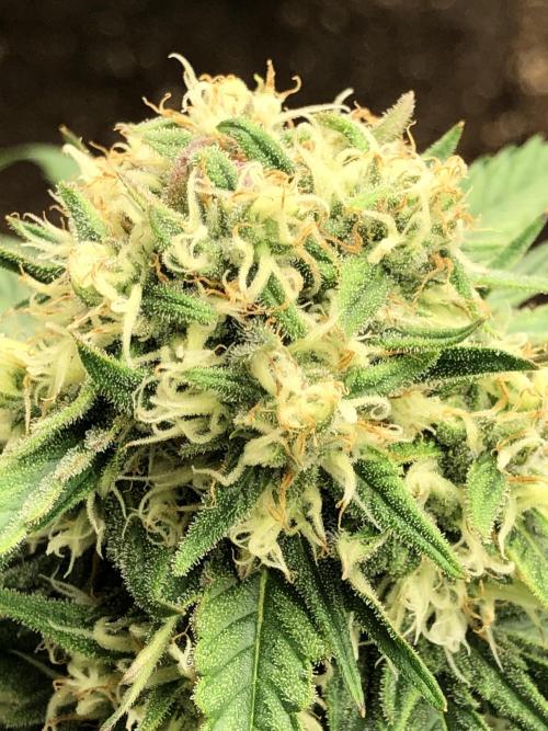 Auto Pablo Escobar Indoor Spring 26. Week 6