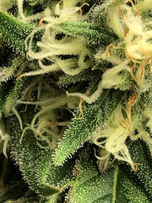 Auto Pablo Escobar. Week 6