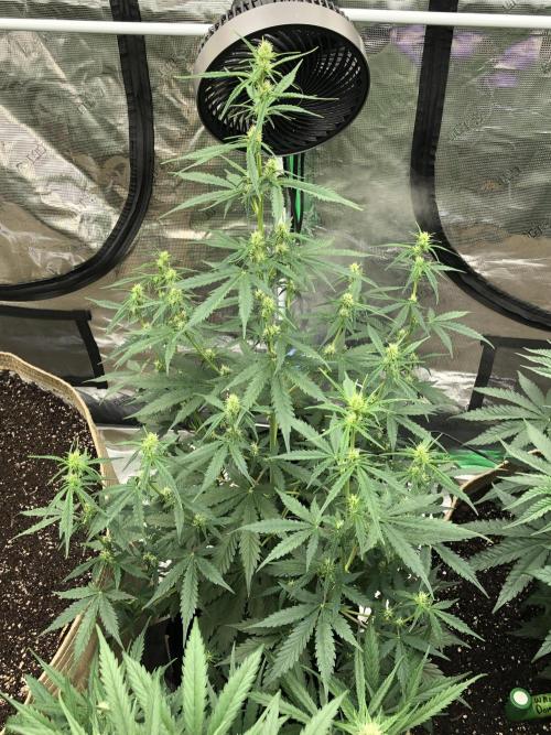 Purple Mimosa XL Auto Indoor Spring 26. Week 6