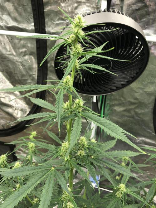 Purple Mimosa XL Auto Indoor Spring 26. Week 6