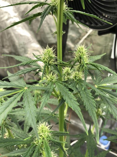 Purple Mimosa XL Auto Indoor Spring 26. Week 6