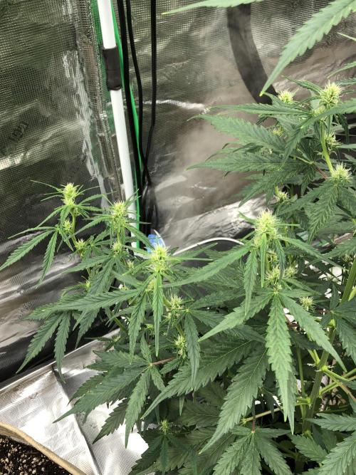 Purple Mimosa XL Auto Indoor Spring 26. Week 6
