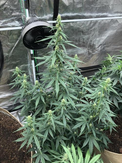 Purple Mimosa XL Auto Indoor Spring 26. Week 6