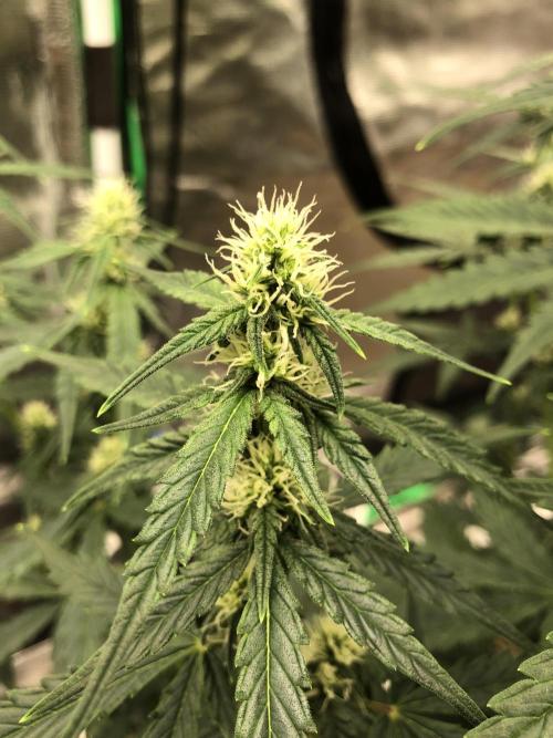 Purple Mimosa XL Auto Indoor Spring 26. Week 6