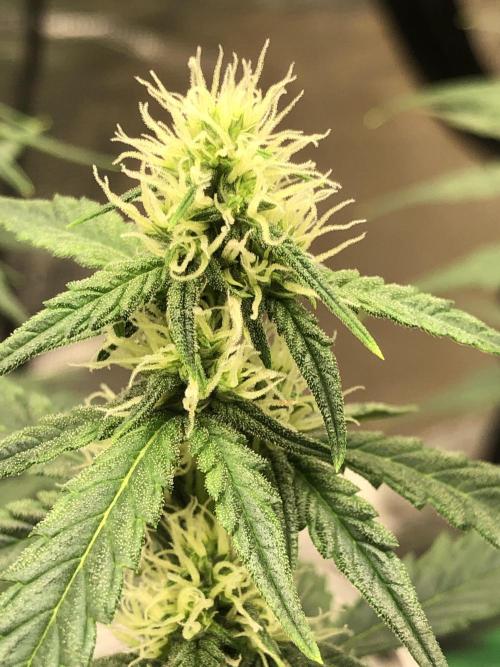 Purple Mimosa XL Auto Indoor Spring 26. Week 6