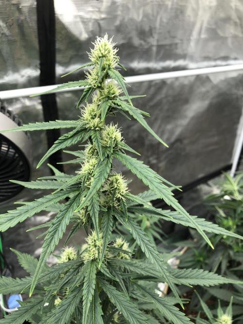 Purple Mimosa XL Auto Indoor Spring 26. Week 6