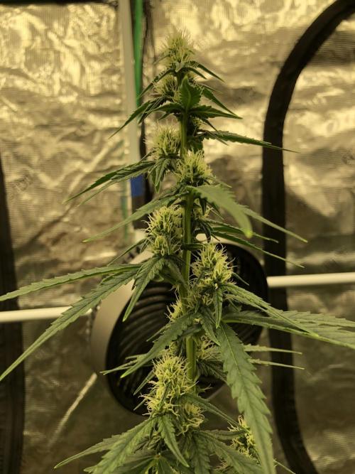 Purple Mimosa XL Auto Indoor Spring 26. Week 6