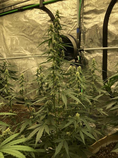 Purple Mimosa XL Auto Indoor Spring 26. Week 6