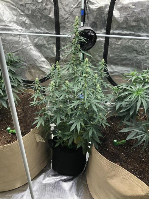 Purple Mimosa XL Auto Indoor Spring 26. Week 6