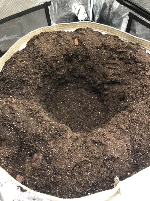 White Domina Kannabia Indoor Spring 26. Week 6
