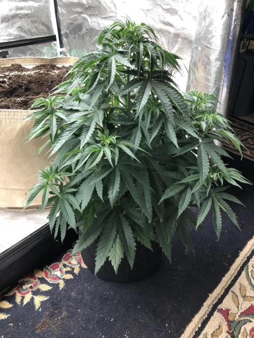 White Domina Kannabia Indoor Spring 26. Week 6