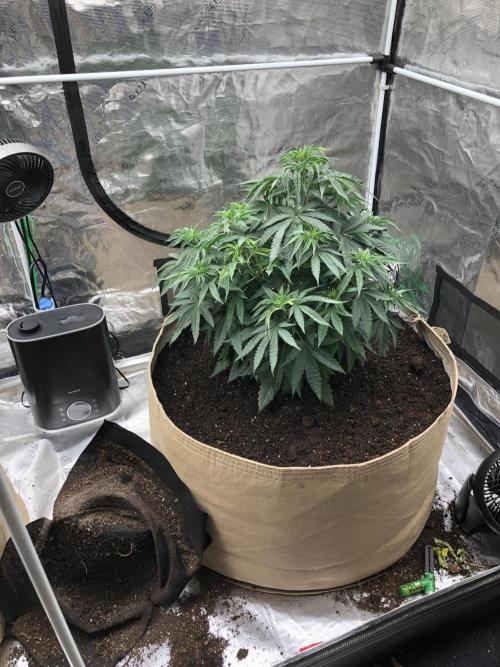 White Domina Kannabia Indoor Spring 26. Week 6