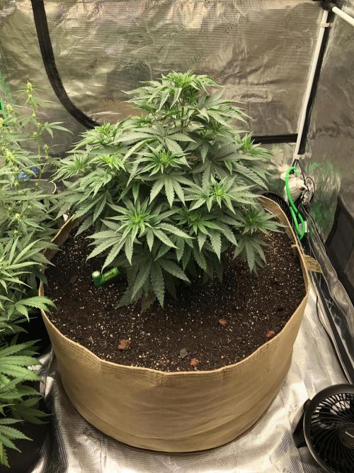 White Domina Kannabia Indoor Spring 26. Week 6