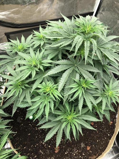 White Domina Kannabia Indoor Spring 26. Week 6