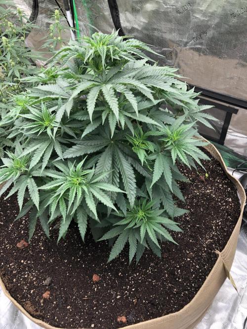 White Domina Kannabia Indoor Spring 26. Week 6