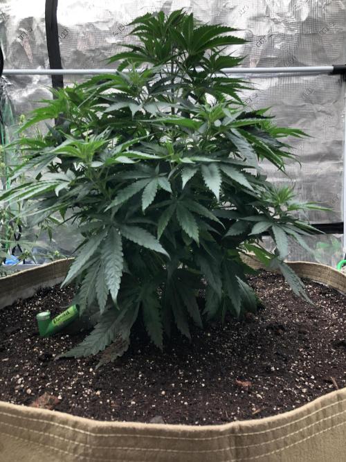 White Domina Kannabia Indoor Spring 26. Week 6