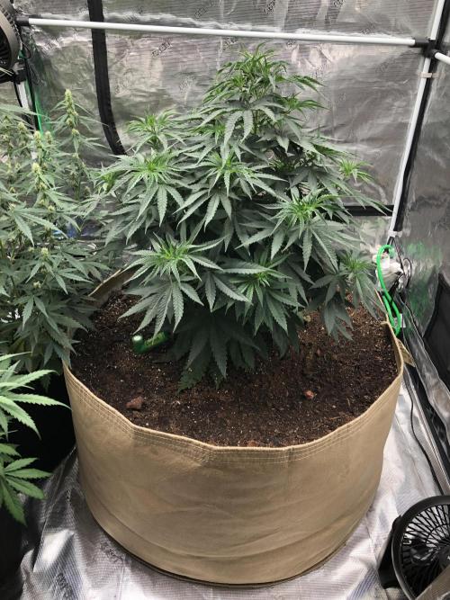 White Domina Kannabia Indoor Spring 26. Week 6