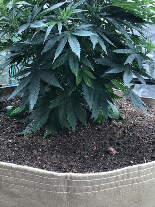 White Domina Kannabia Indoor Spring 26. Week 6