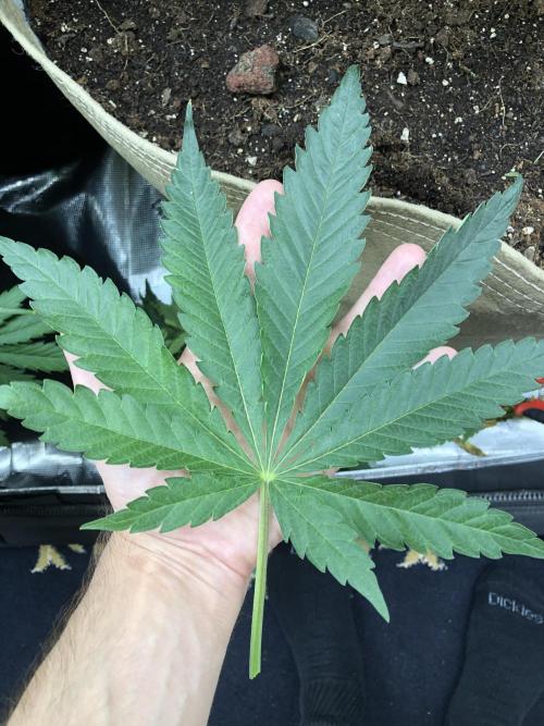 White Domina Kannabia Indoor Spring 26. Week 6