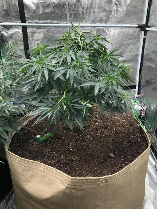 White Domina Kannabia Indoor Spring 26. Week 6