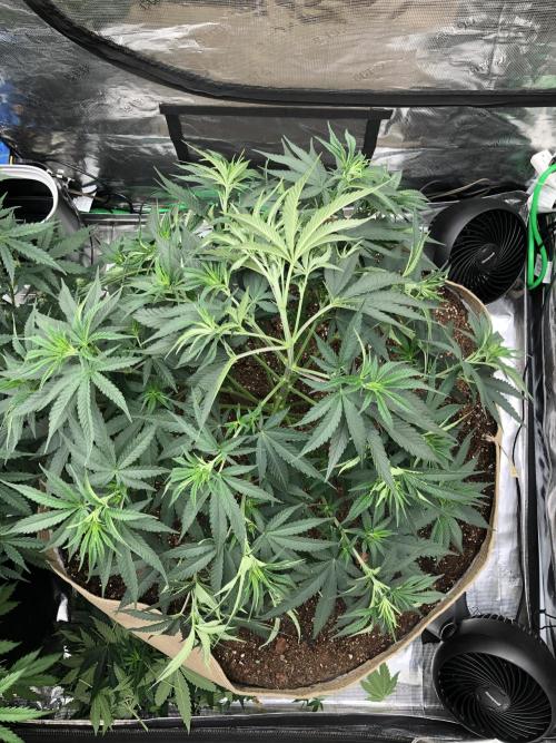 White Domina Kannabia Indoor Spring 26. Week 6