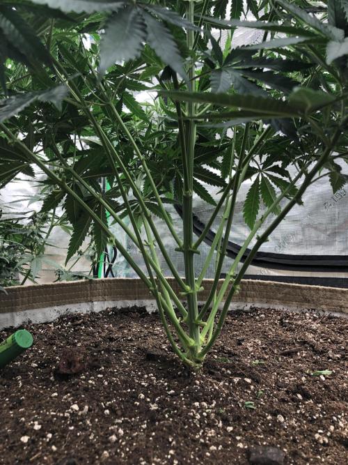White Domina Kannabia Indoor Spring 26. Week 6