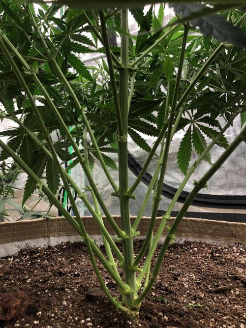 White Domina Kannabia Indoor Spring 26. Week 6