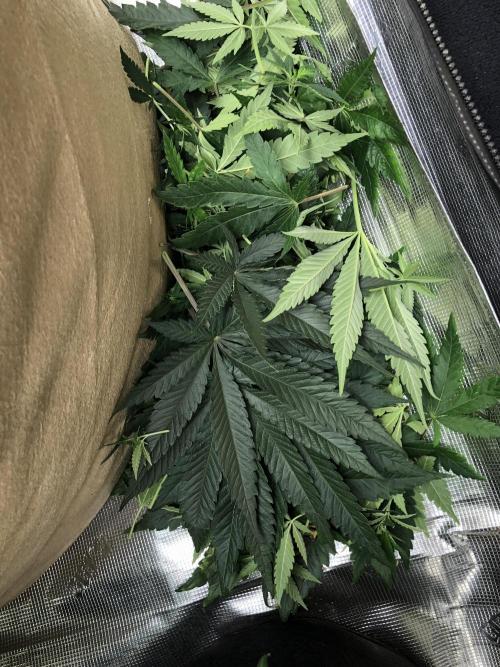 White Domina Kannabia Indoor Spring 26. Week 6
