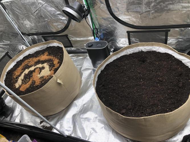 Critical Purple Kush Seedsman Indoor. Week 6