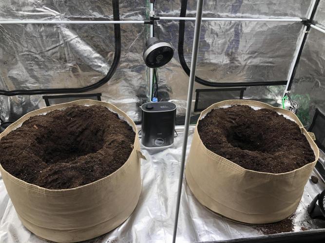 Critical Purple Kush Seedsman Indoor. Week 6
