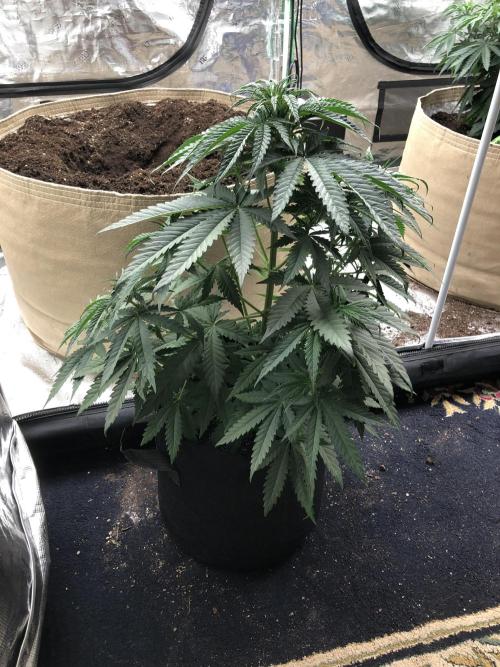 Critical Purple Kush Seedsman Indoor. Week 6