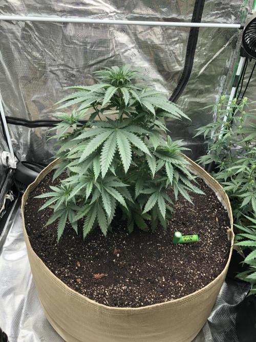 Critical Purple Kush Seedsman Indoor. Week 6