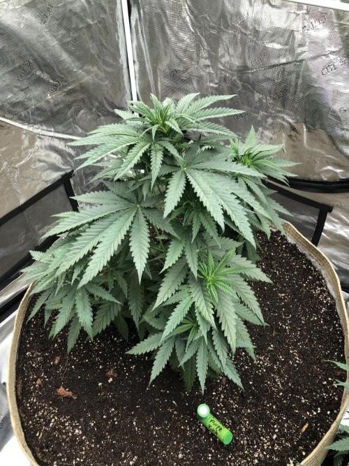 Critical Purple Kush Seedsman Indoor. Week 6