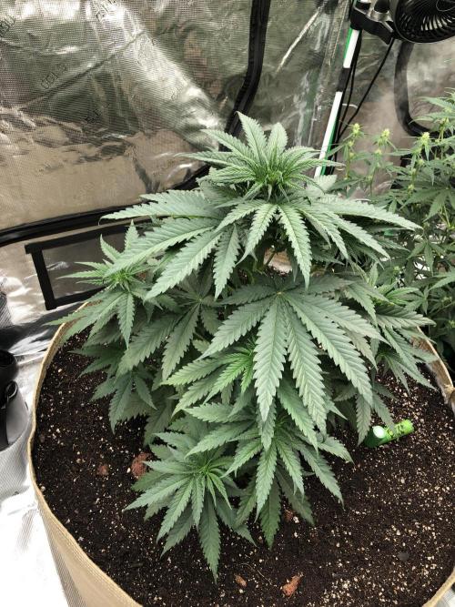 Critical Purple Kush Seedsman Indoor. Week 6