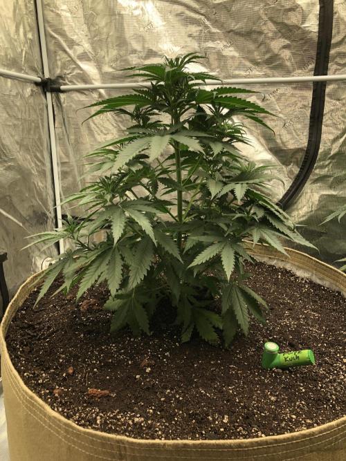 Critical Purple Kush Seedsman Indoor. Week 6