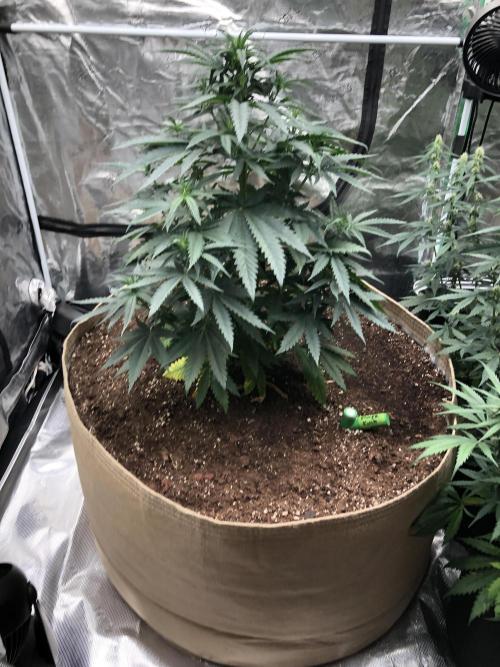 Critical Purple Kush Seedsman Indoor. Week 6