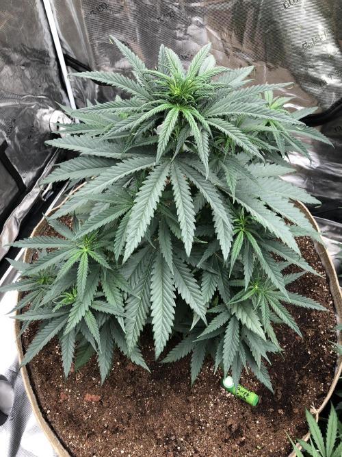 Critical Purple Kush Seedsman Indoor. Week 6