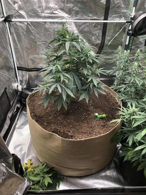 Critical Purple Kush Seedsman Indoor. Week 6