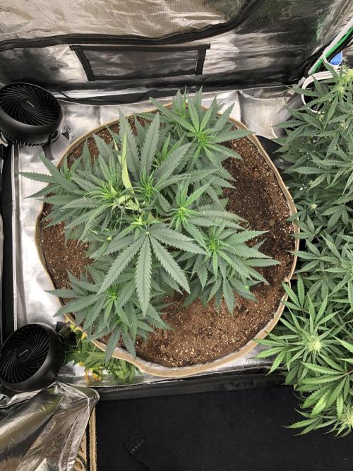 Critical Purple Kush Seedsman Indoor. Week 6