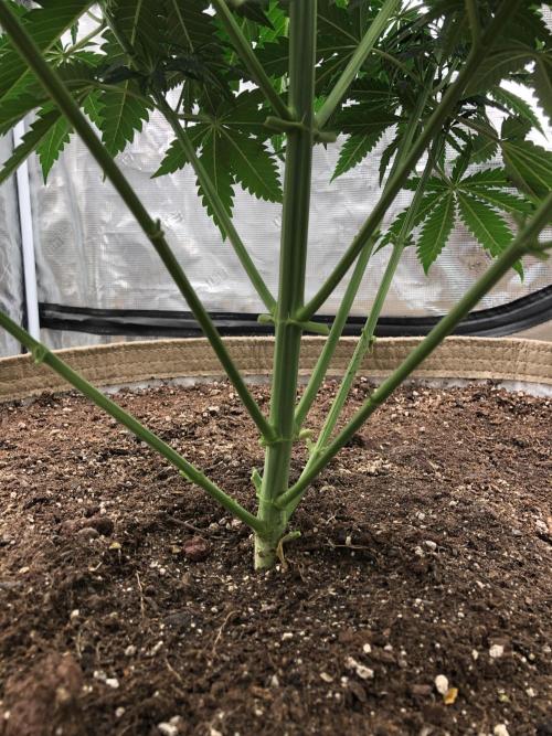 Critical Purple Kush Seedsman Indoor. Week 6