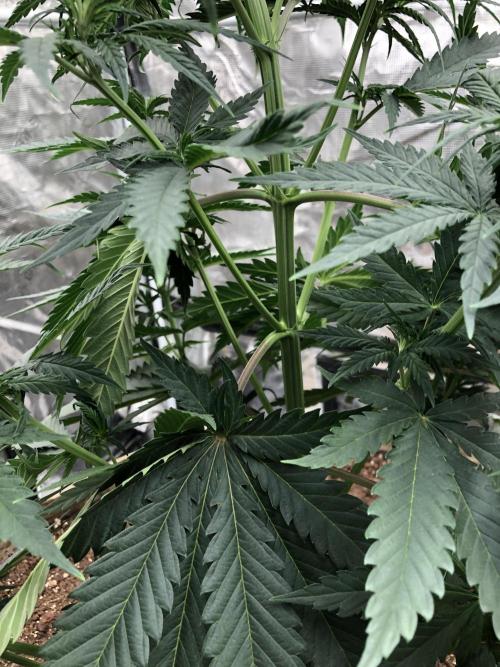 Critical Purple Kush Seedsman Indoor. Week 6
