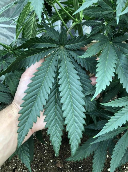 Critical Purple Kush Seedsman Indoor. Week 6