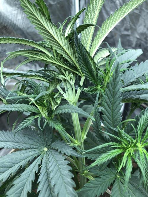 Critical Purple Kush Seedsman Indoor. Week 6