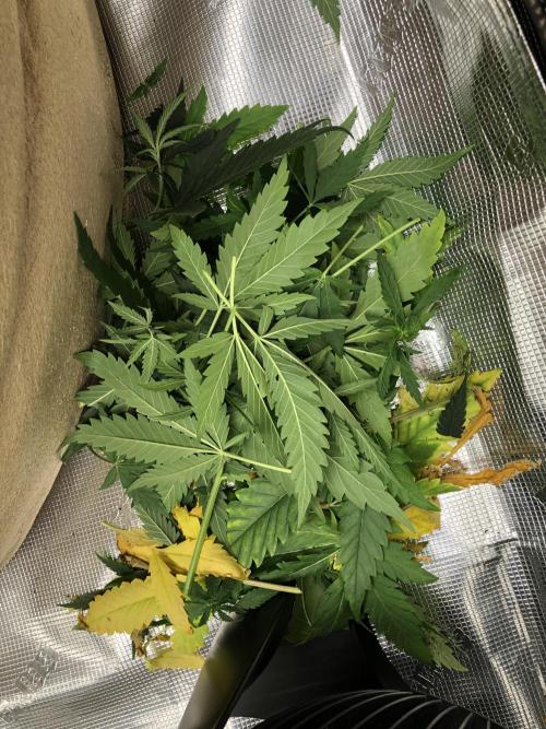 Critical Purple Kush. Week 6