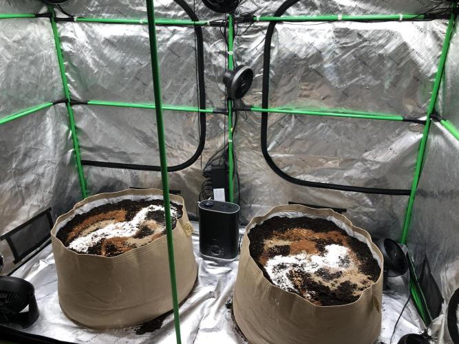 Colombian Jack Kannabia Indoor Spring 26. Week 6