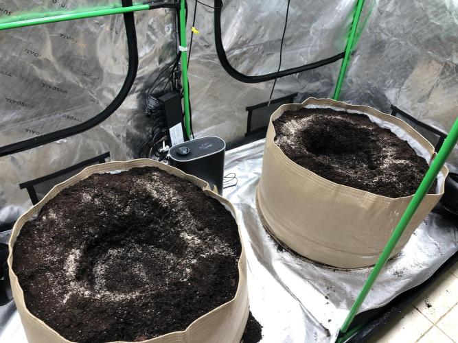 Colombian Jack Kannabia Indoor Spring 26. Week 6